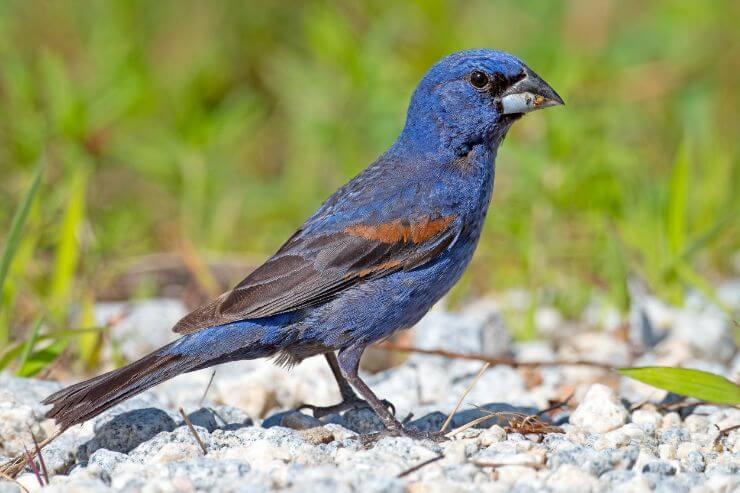 Blue Grosbeak