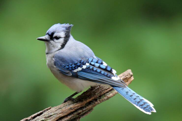 Blue Jay