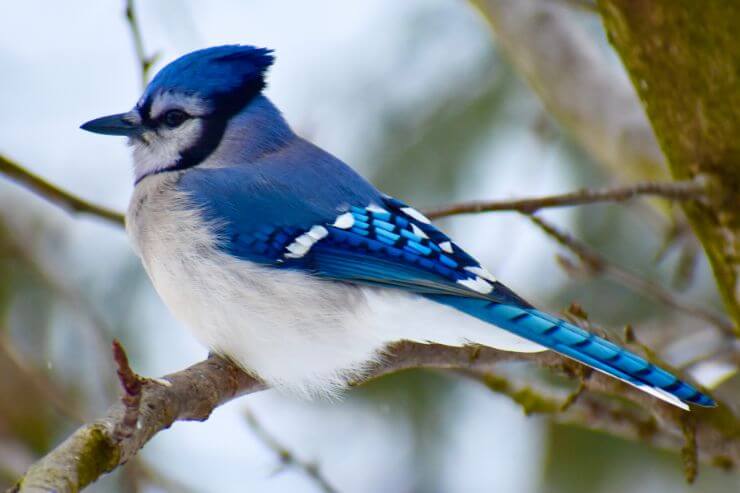 Blue Jay