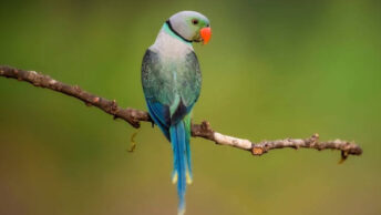 Blue-winged Parakeet