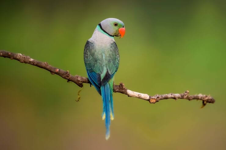 Blue-winged Parakeet