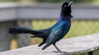 Boat-tailed Grackle