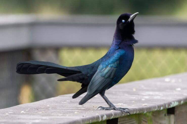 Boat-tailed Grackle