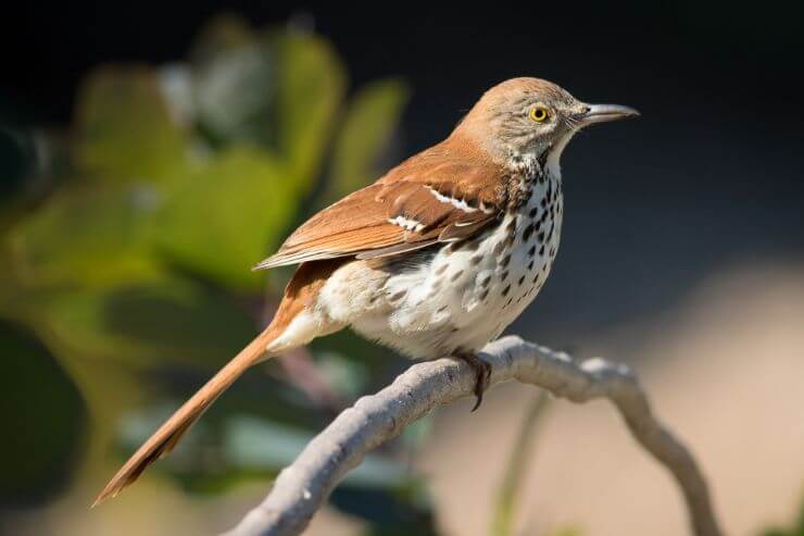 Brown Thrasher