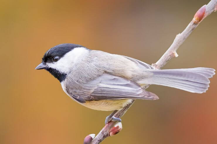 Carolina Chickadee