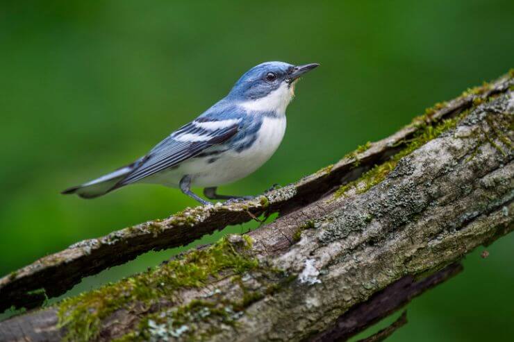 Cerulean Warbler