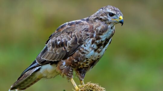Common Buzzard (Buteo buteo)
