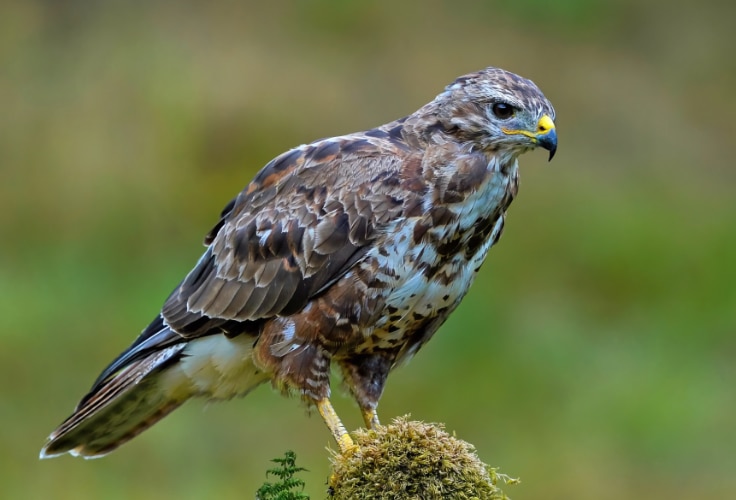 Common Buzzard (Buteo buteo)