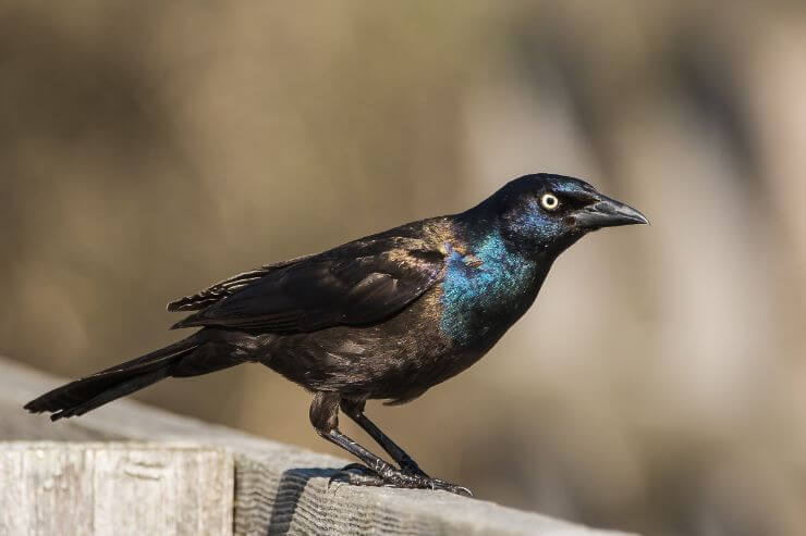 Common Grackle