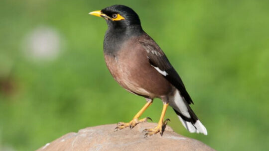 Common Myna