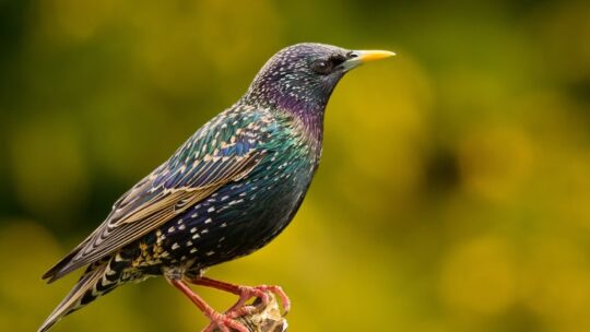 Common Starling (Sturnus vulgaris)