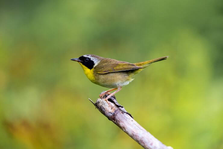 Common Yellowthroat