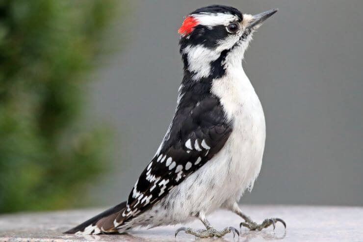Downy Woodpecker