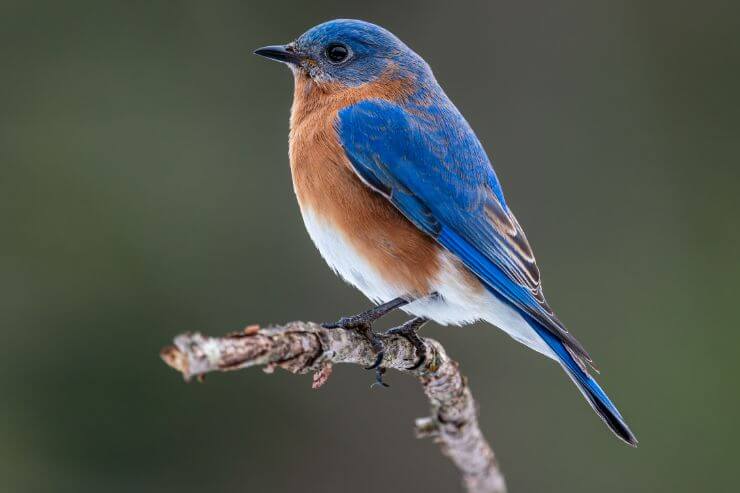 Eastern Bluebird