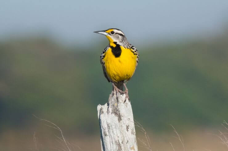 Eastern Meadowlark
