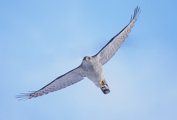 Eurasian Goshawk in flight