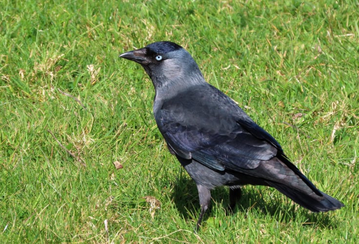 Eurasian Jackdaw (Coloeus monedula)