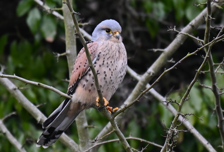 Eurasian Kestrel (Falco tinnunculus)