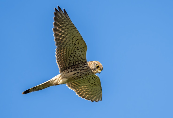 Eurasian Kestrel in hovering flight