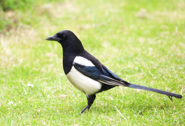 Eurasian Magpie (Pica pica)