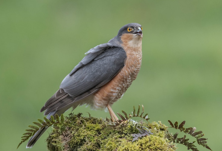Eurasian Sparrowhawk (Accipiter nisus)