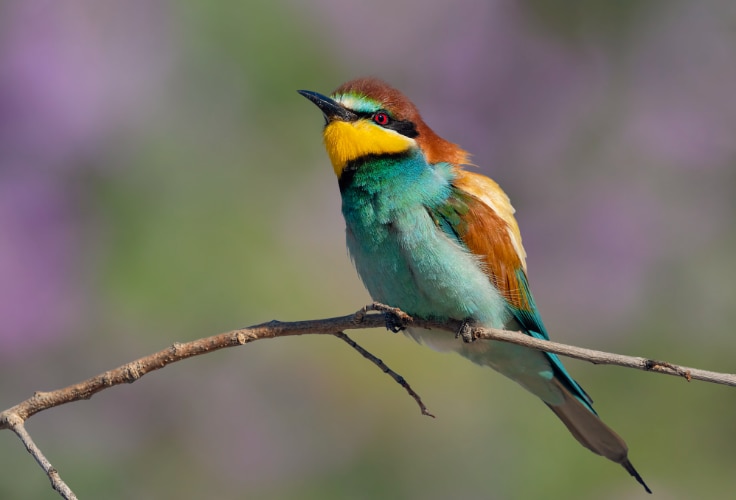 European Bee-Eater (Merops apiaster)