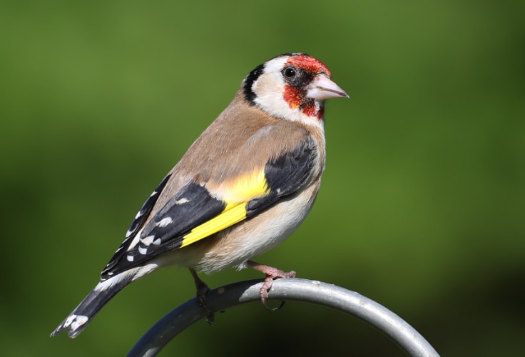 European Goldfinch (Carduelis carduelis)