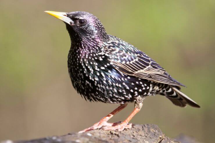 European Starling