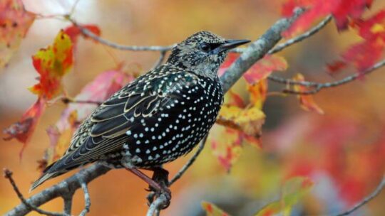 European Starling
