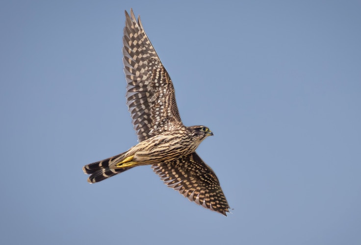 Female Merlin in flight