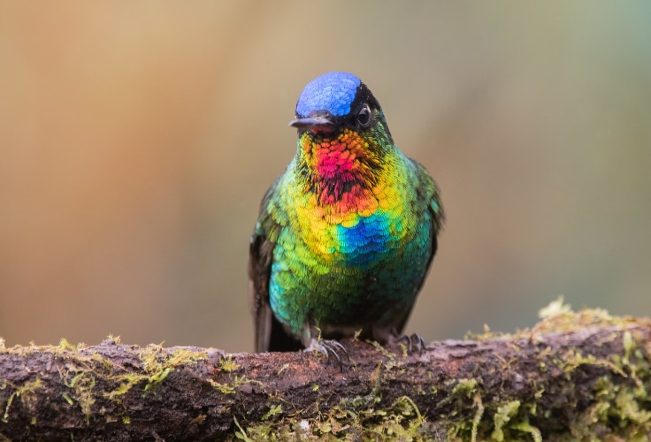 Fiery-Throated Hummingbird (Panterpe insignis)