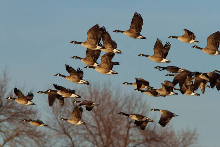 Geese