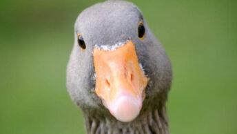 Goose Close Up