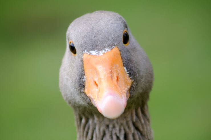 Goose Close Up