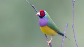 Gouldian Finch (red-headed morph)
