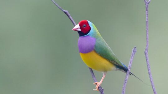 Gouldian Finch (red-headed morph)