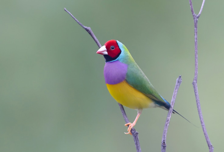 Gouldian Finch (red-headed morph)