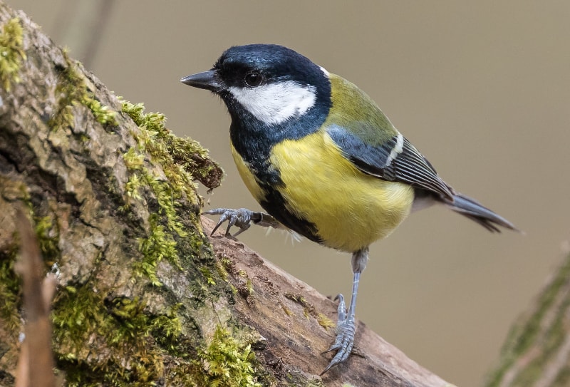 Great Tit (Parus major)