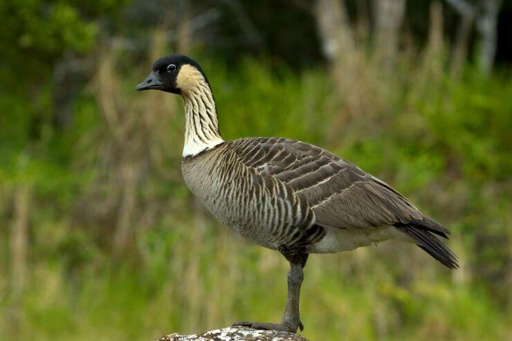 Hawaiian Goose