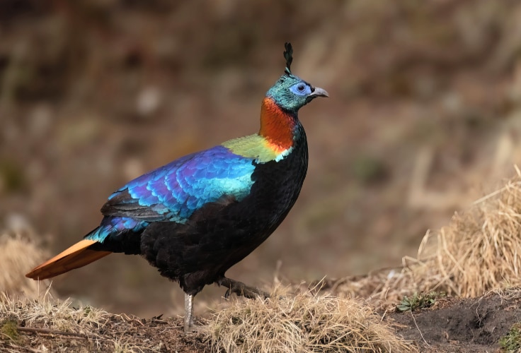Himalayan Monal (Lophophorus impejanus)