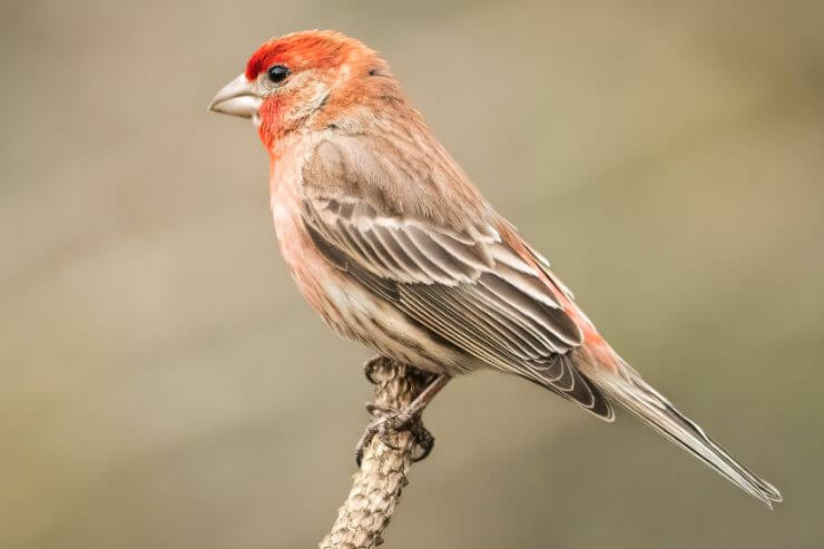 House Finch
