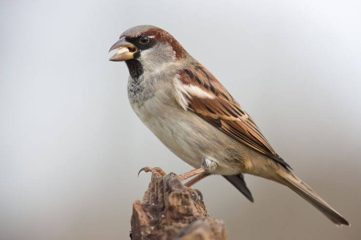 House Sparrow