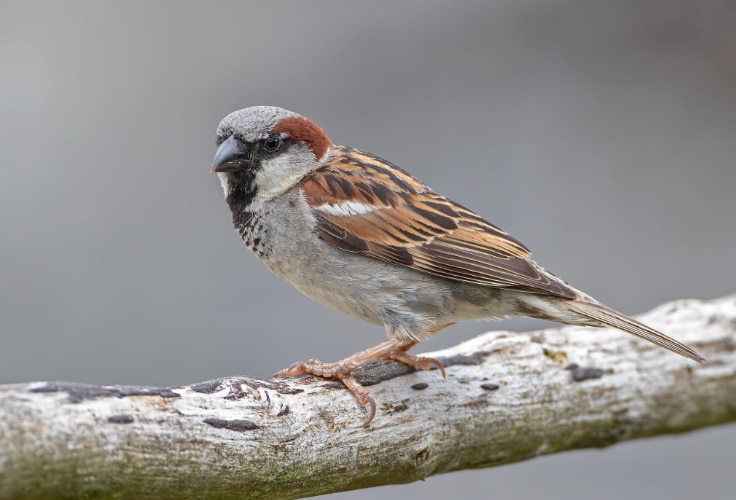 House Sparrow (Passer domesticus)