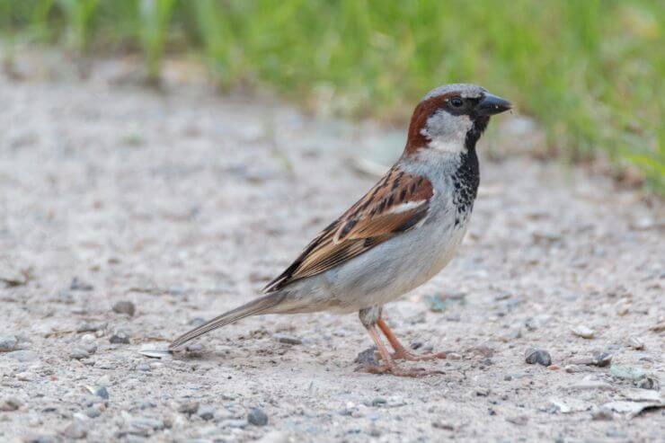 House Sparrow