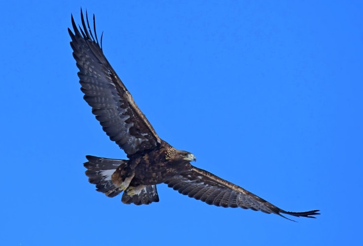 Immature Golden Eagle in flight