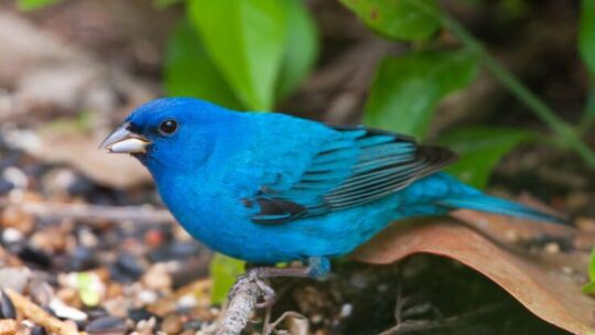 Indigo Bunting