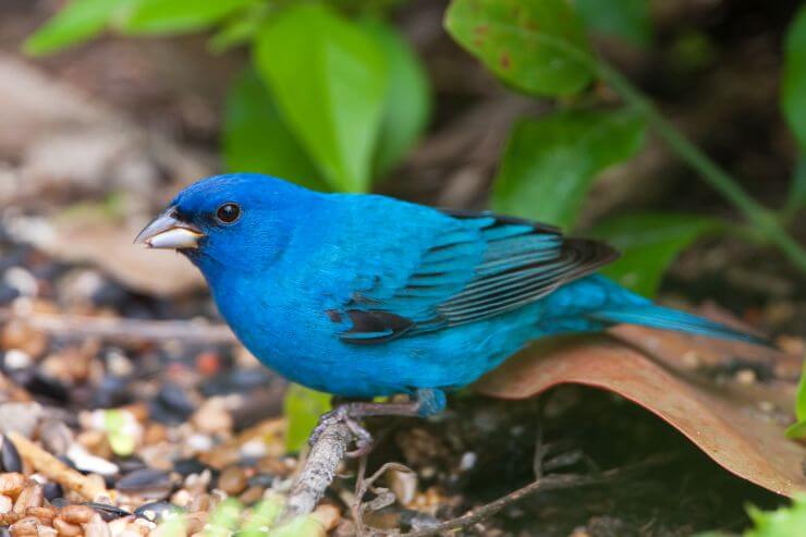Indigo Bunting