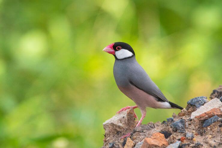 Java Sparrow