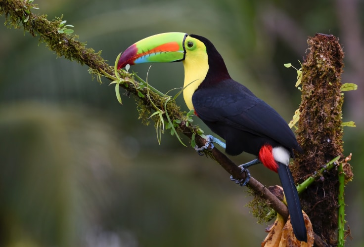 Keel-Billed Toucan (Ramphastos sulfuratus)