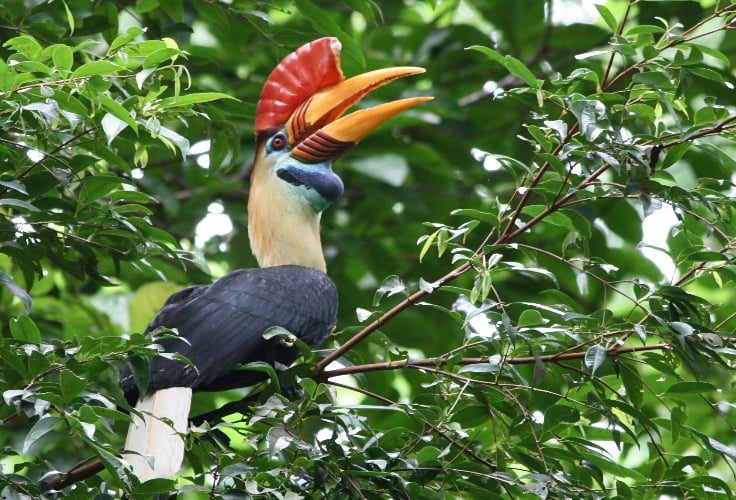 Knobbed Hornbill (Rhyticeros cassidix)